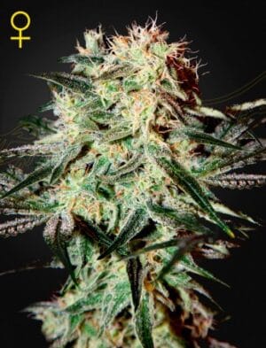 ARJAN'S STRAWBERRY HAZE