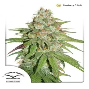 GLUEBERRY O.G.