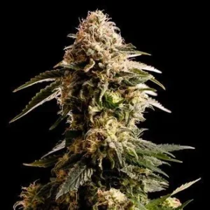 Kiss (UK Cheese)