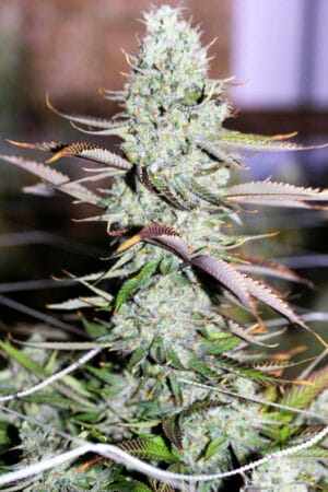 Auto Opium
