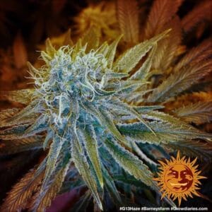 G13 HAZE
