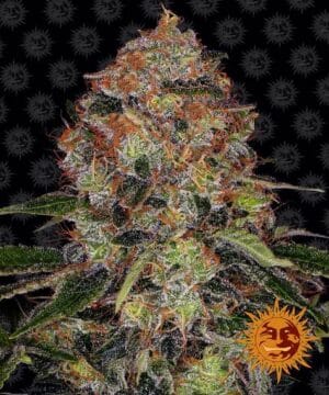 Shiskaberry