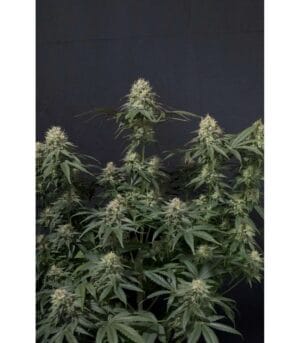 TROPICANA COOKIES FF (Not Auto)