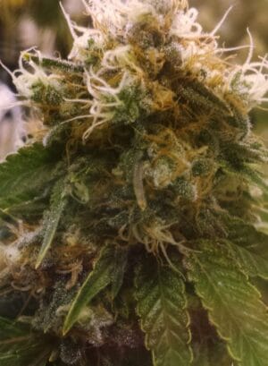 Honey Og