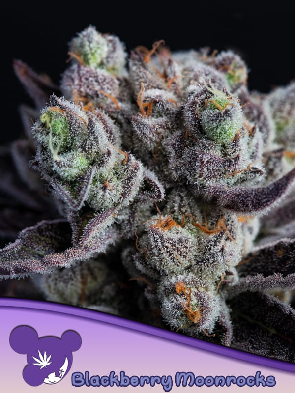 BLACKBERRY MOONROCKS