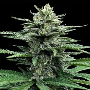 Auto Strawberry Banana