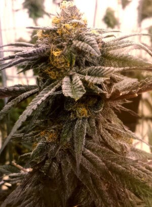 Wild Berry