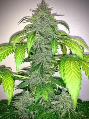 Deez Nuggs Auto