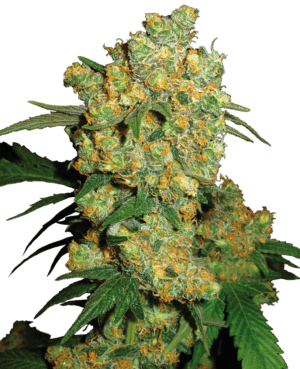 Big Bud - REGULAR