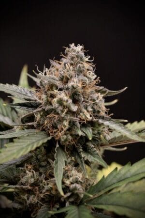Sweet 'n' Sour Auto
