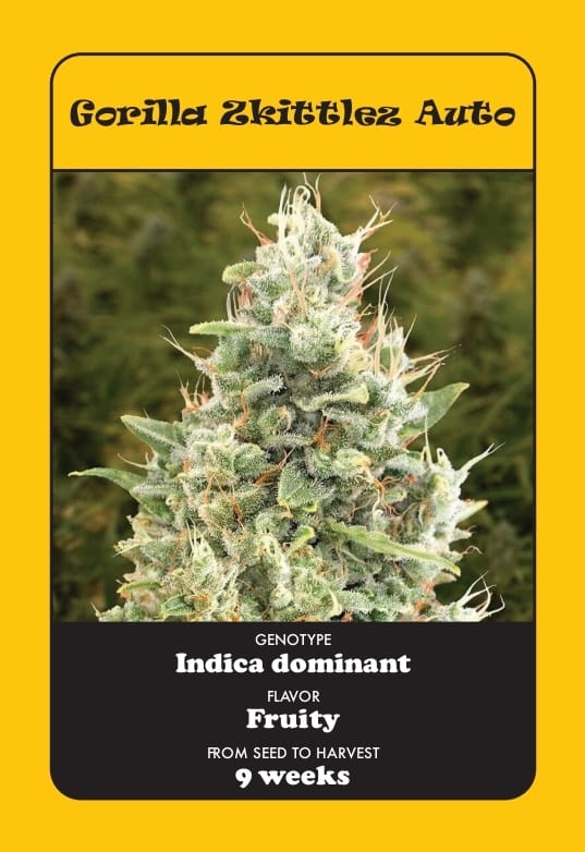 Gorilla Zkittlez Auto
