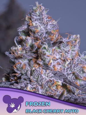 Auto Frozen Black Cherry
