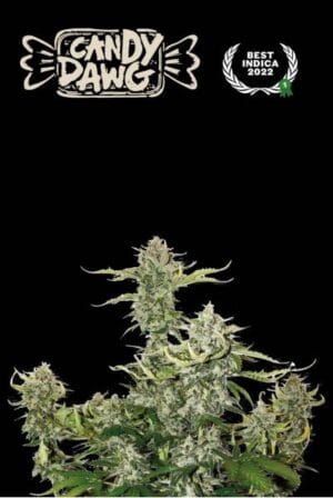 Candy Dawg Auto