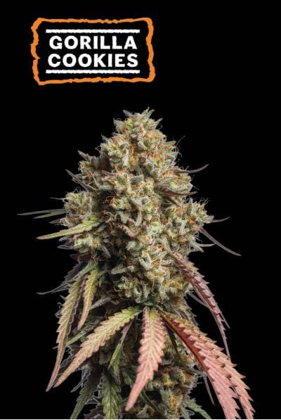 Gorilla Cookies Auto