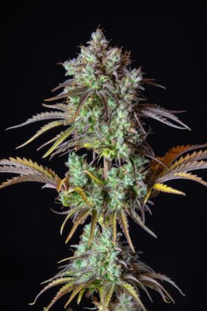 Auto Big Bud