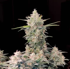 Auto Skunk