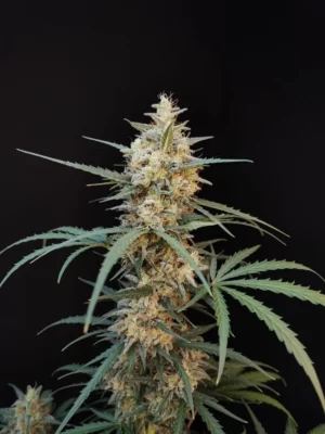 Auto Chemdawg
