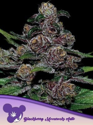AUTO BLACKBERRY MOONROCKS