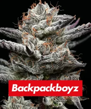 BLACK CHERRY GUSHERS