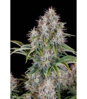 Auto Cinderella