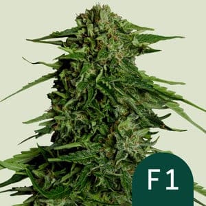 Epsilon F1 Auto