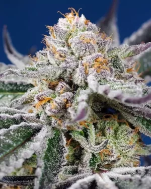 ORANGE APRICOT GLUE XL AUTO