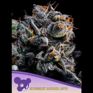 Blueberry Banana Auto