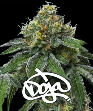 RS11 X BANANA OG