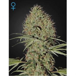 SUPER BUD AUTO
