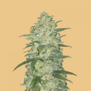 Auto White Widow