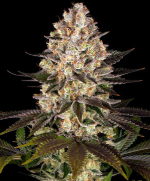 HINDU KUSH
