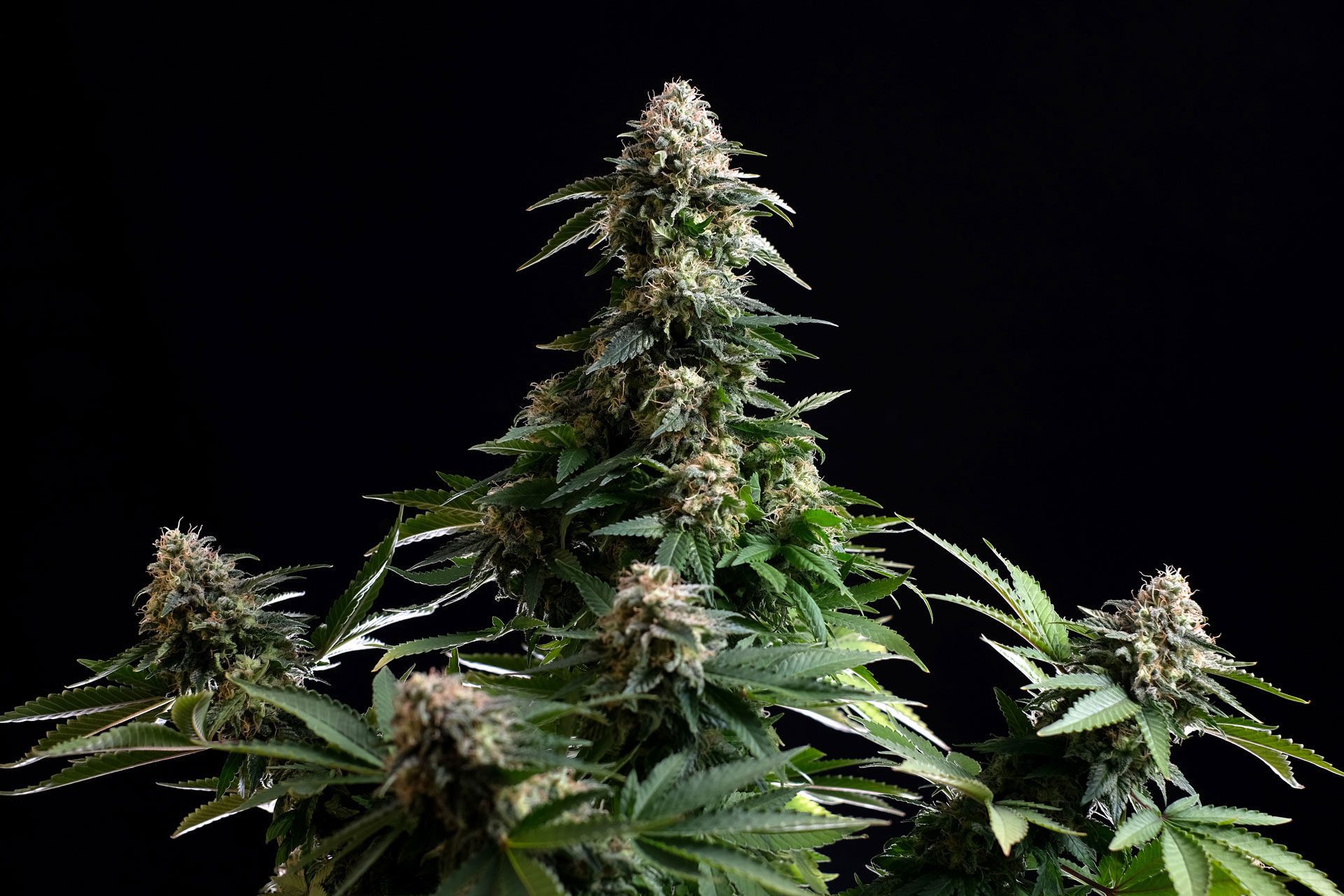 AMNESIA DREAM XL AUTO
