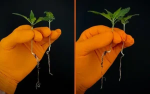 Σπόροι BioBoost έναντι Συμβατικών Σπόροι: Μια Σύγκριση Βλάστησης και Σθένους