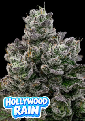 Hollywood Rain