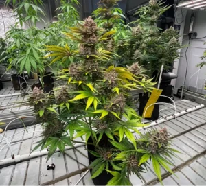 Banana Guava Auto