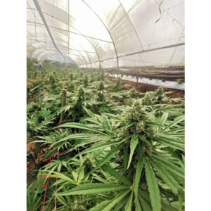 Braindamage Auto