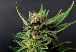 Gypsy Kush