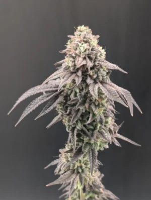 Garlic Mint Sherbet FEM